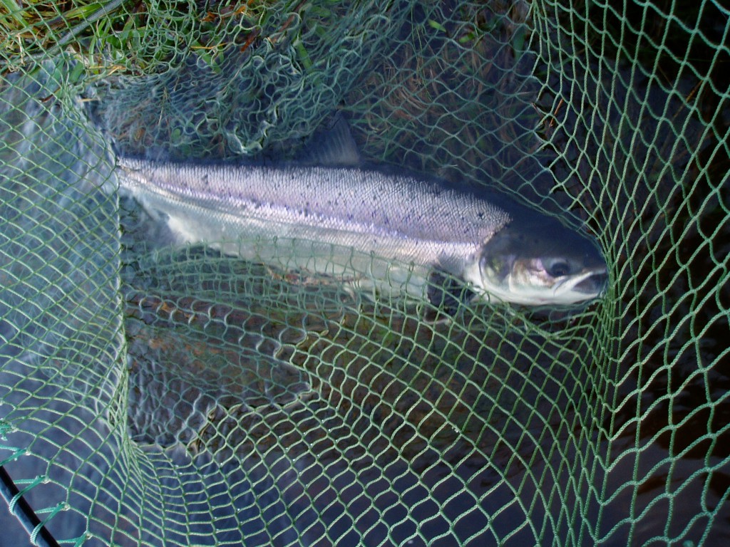 7lbs Fish Ready to be Released