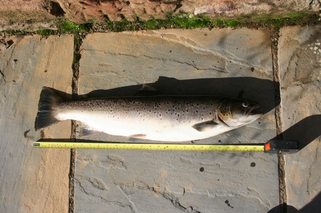 The 8lb Sea Trout from Indies Pool