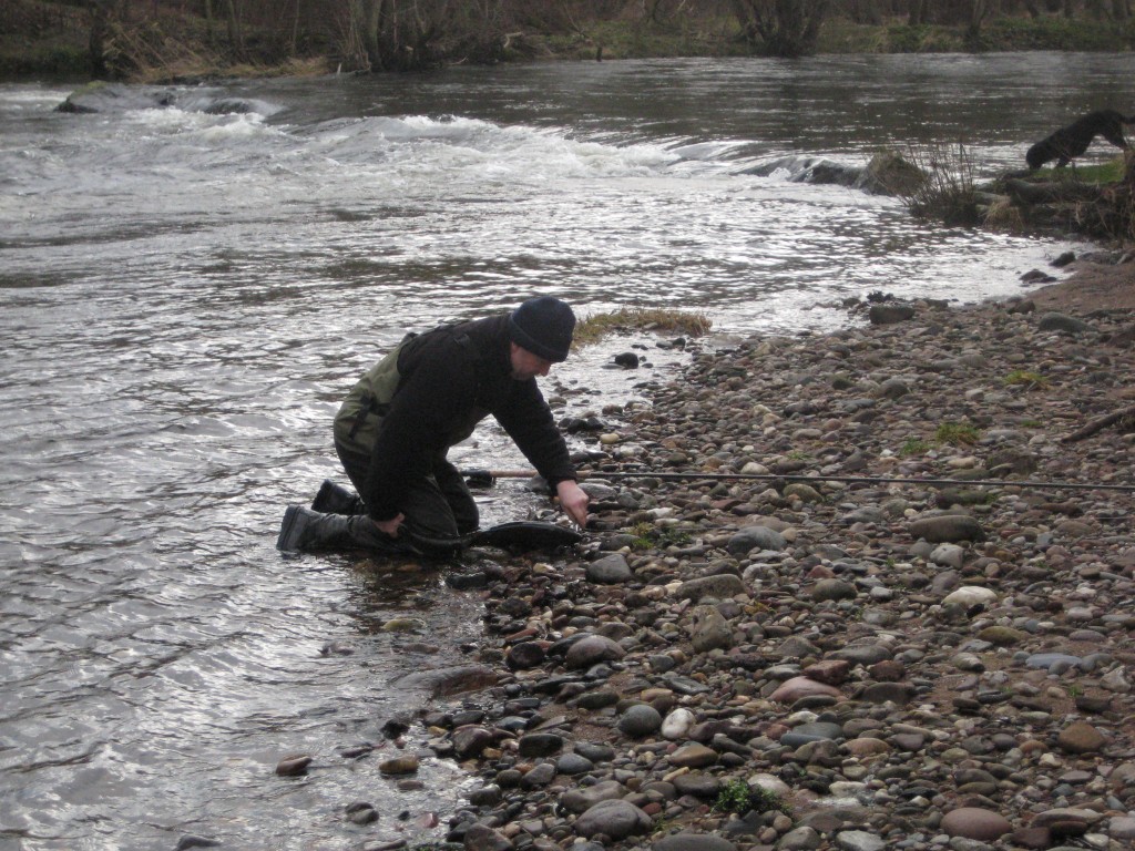 Derek releasing a kelt