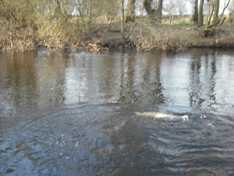 Playing a 15lbs salmon in Indies Pool