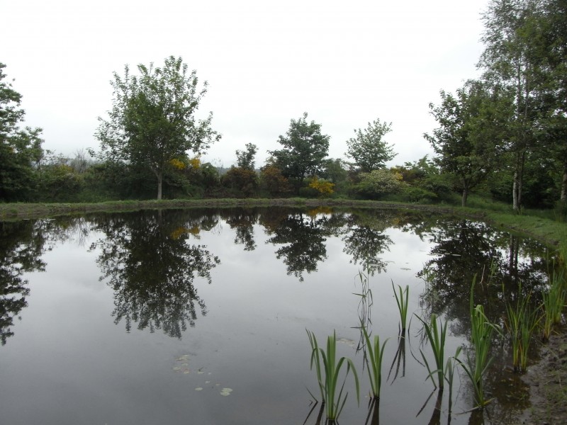 David's Wood Pond after one month