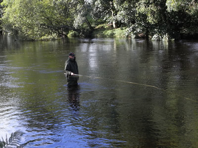 Fishing down Willows