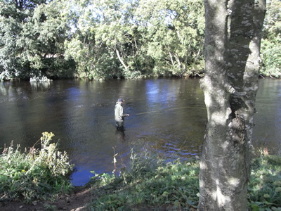 Willows in good water