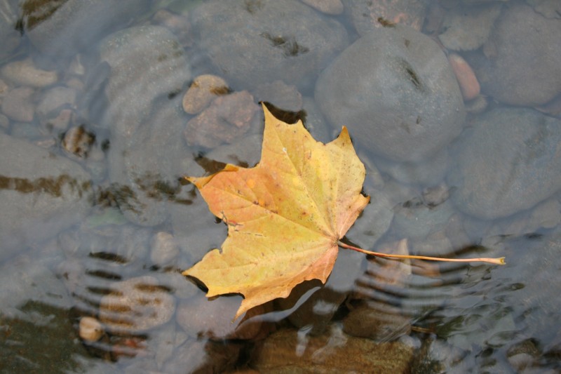 Autumn Sycamore Leaf