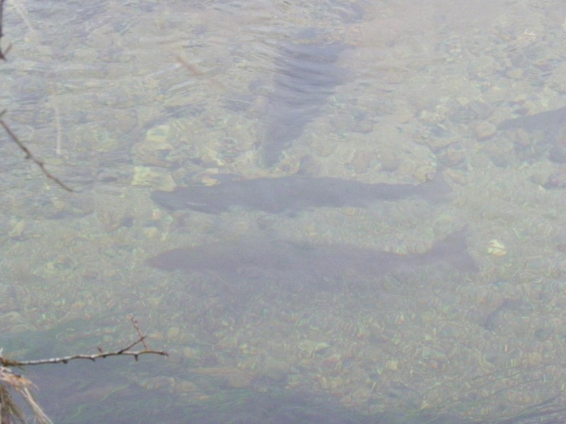 Spawning salmon