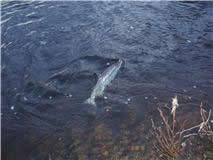 24 March 2011 Derek caught this 9lbs fish in Tollmuir Pool