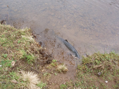 Salmon estimated at 11lbs caught in Melgund Pool on 14 March 2011