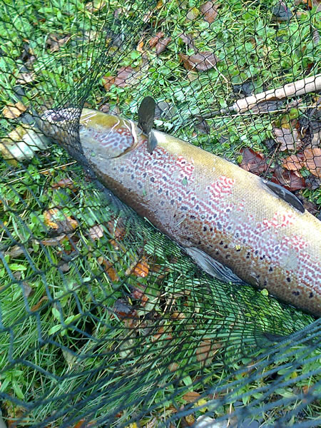 Simon's 16lbs salmon from Indies