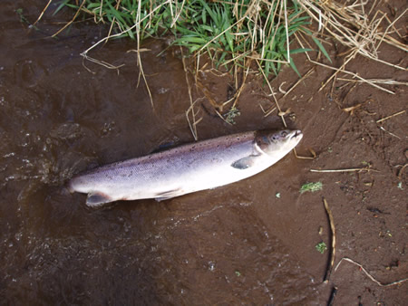 Salmon 12lbs