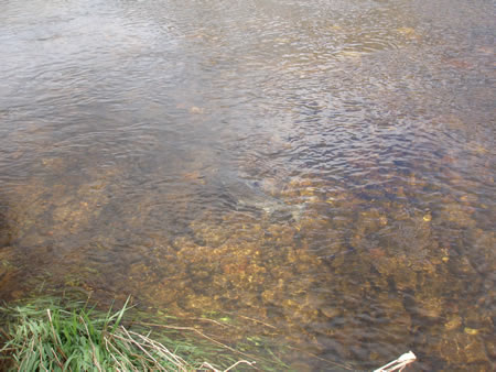 Spring salmon close to net