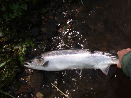 6lbs salmon from House Pool