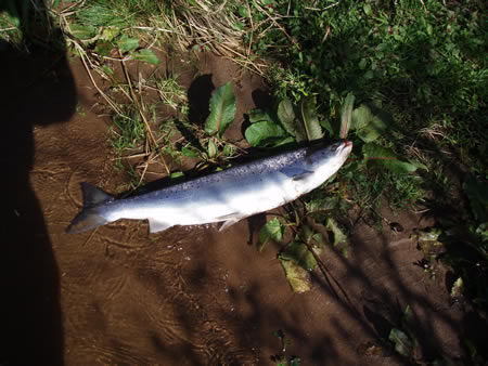 Second 9lbs salmon on 1 May 2012