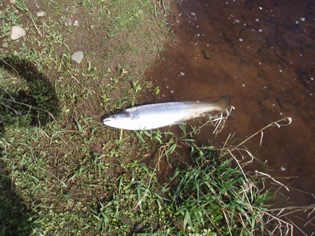 9lbs salmon 1 May 2012 Tyndals