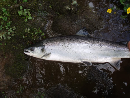 9lbs salmon Tyndals