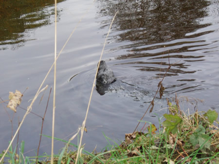 Harbour seal at Finavon