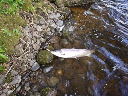 Tyndals salmon 7lbs