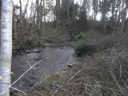An overgrown and overshaded Lemno Burn