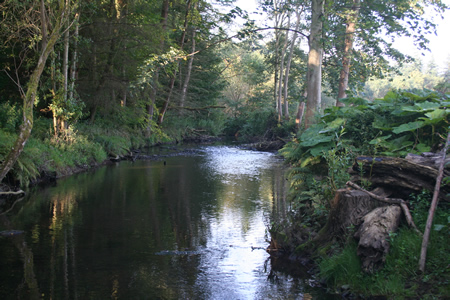 Lemno pools full of parr