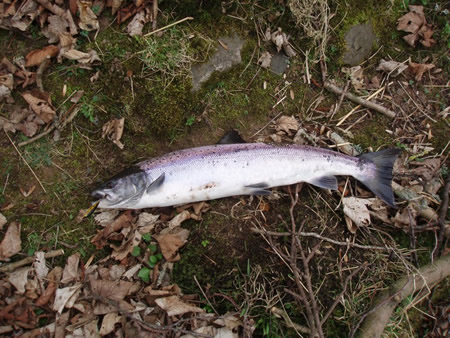 Spring salmon in 2012