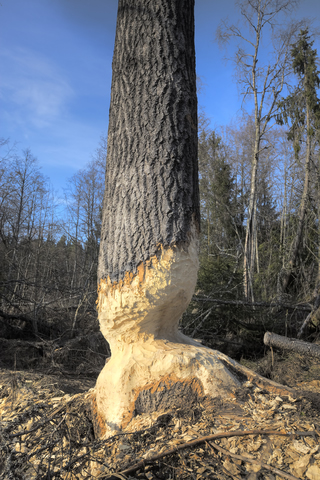 European Aspen Tree damaged by beavers