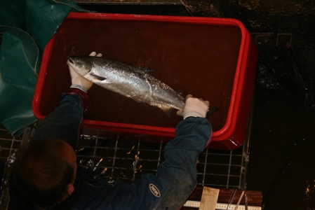 Anaethetised salmon ready for tagging