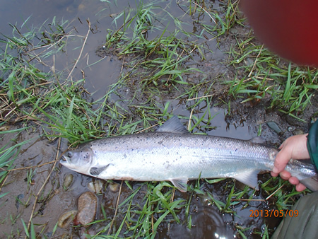 8lbs salmon from Flats on 13/5/13
