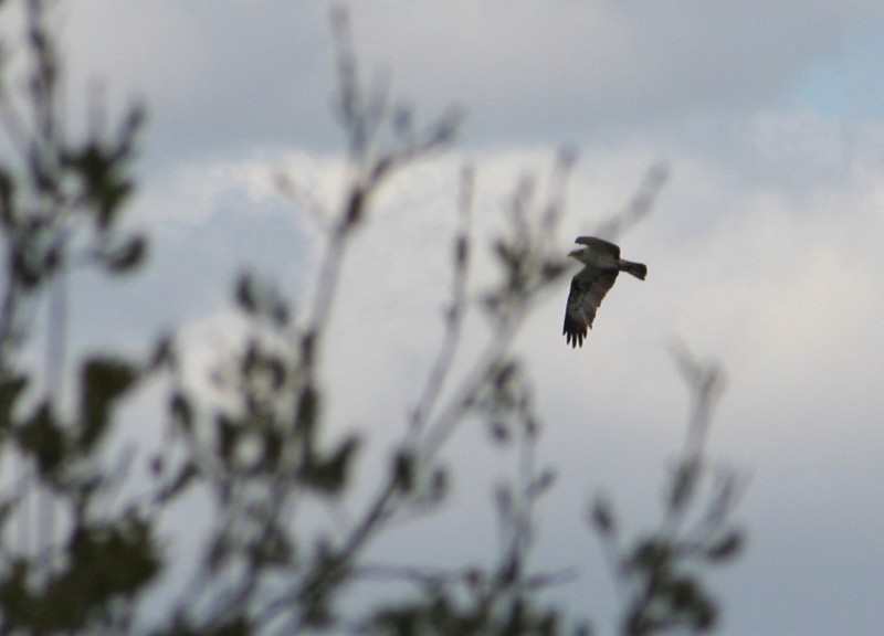 Osprey 2