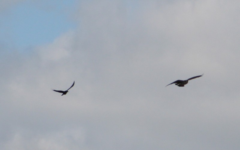 Two Ospreys