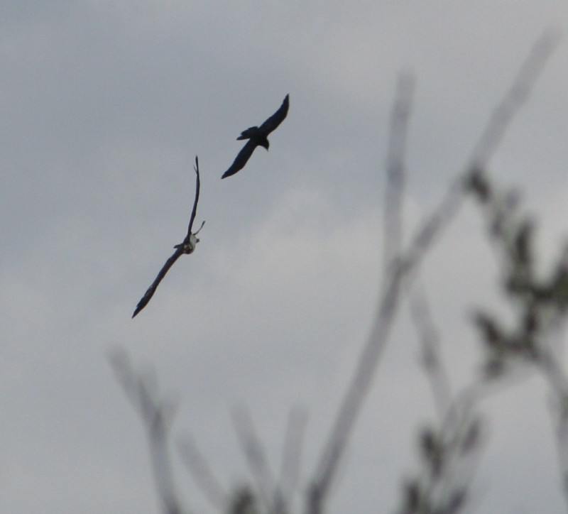 crow mobbing osprey