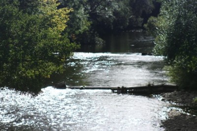 Beeches in very low water 9.13