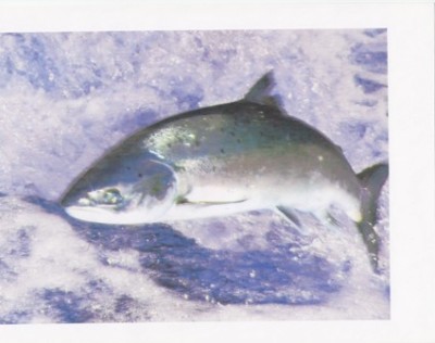 Statter photo of leaping salmon