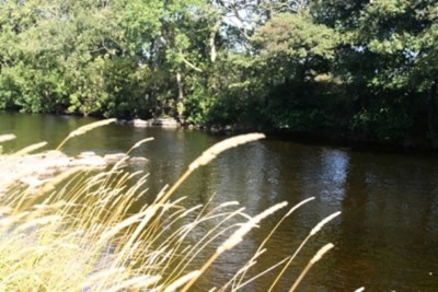 Autumn grasses at the Boat Pool