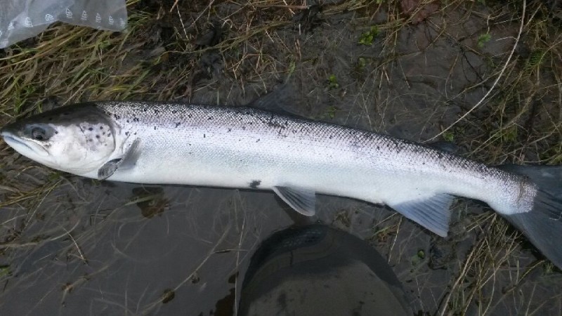 Grilse Kelt from the Flats on 21 Feb 14