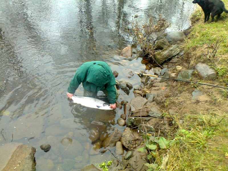 DS with 14lbs salmon