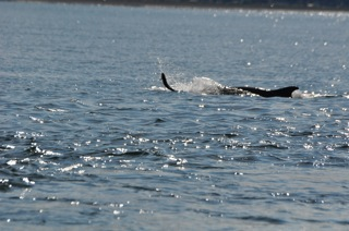 Dolphins killing salmon 1