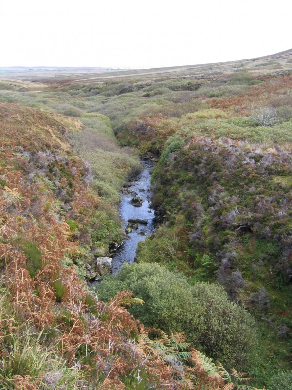 Pristine burn on Hoy. Low density of juvenile trout