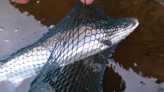 9 lbs salmon in net