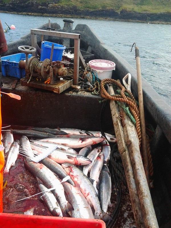 Coastal nets 'harvest'