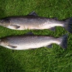 Brace of Sea Trout