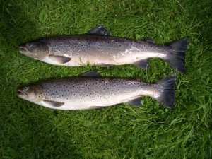 Brace of Sea Trout