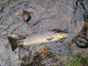 7lb Sea Trout from Craigo Stream Pool (Returned)