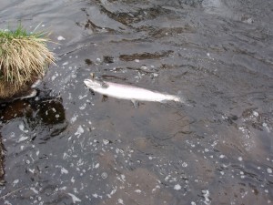 7lbs Salmon 8 April 09 Tyndals