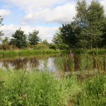 Wildlife pond after 3 months