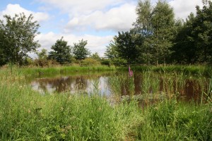 Wildlife pond after 3 months