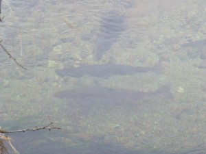 Spawning salmon