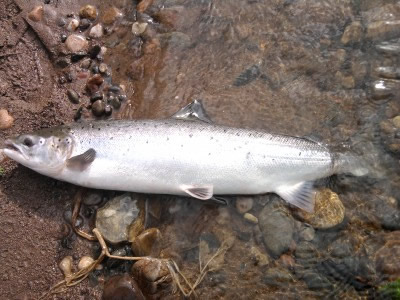 Salmon 7lbs from Red Brae