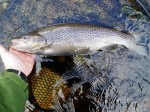 Cock Sea Trout