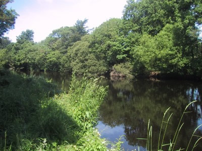 Willows in June