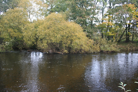 The main lie at Willows in perfect autumn water.