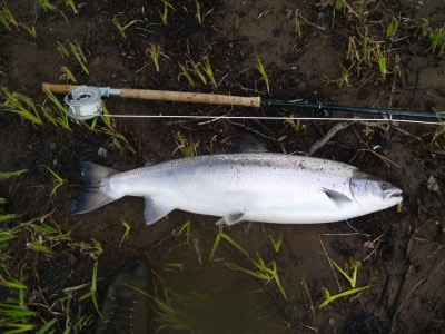 John Wood's 17lbs salmon from Beeches